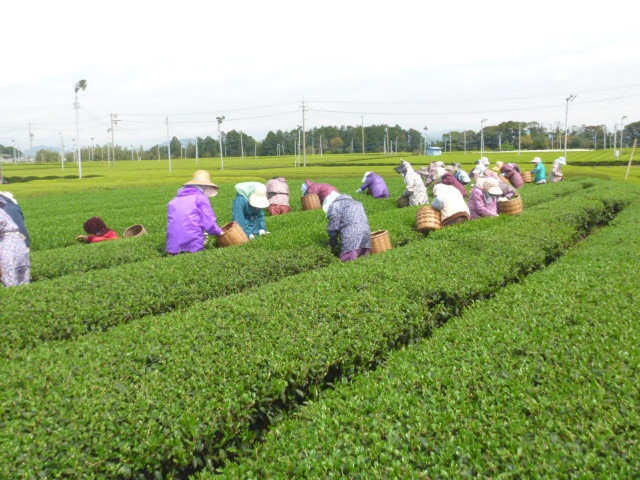 新茶収穫最盛期です