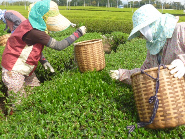 新茶収穫最盛期です