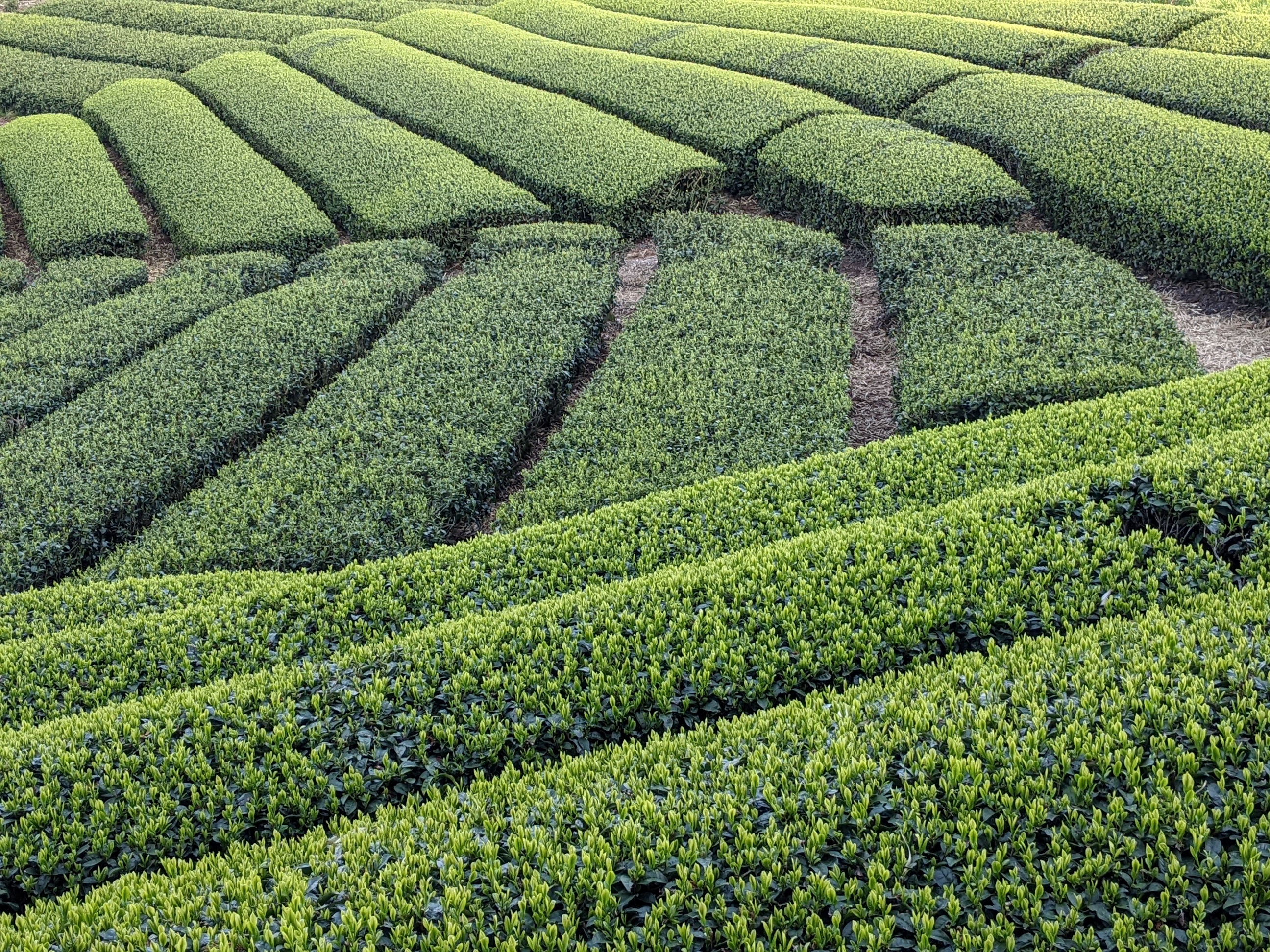 新茶シーズン到来!